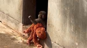 Baby monkey rejected by mum finds companionship in IKEA monkey toy