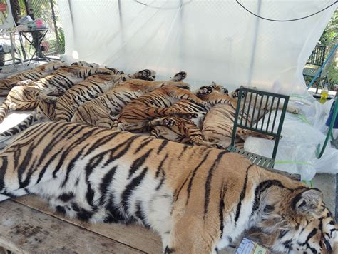 Thai officials say 72 tigers at tourist parks died of canine distemper, allaying bird flu fears