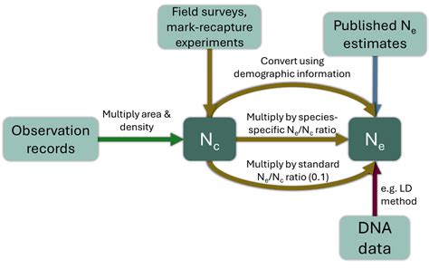 How to use the effective population size in practice – GINAMO blog