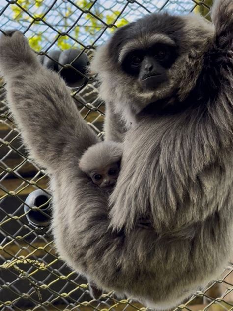 Endangered Javan gibbon baby born in UK rare species sanctuary