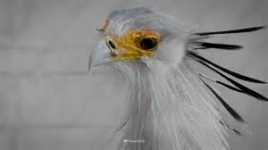 Footage of aggressive birds attacking humans sparks online outrage