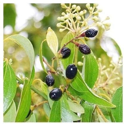Treeicks Cinnamon Plant Price in India - Buy Treeicks Cinnamon Plant ...