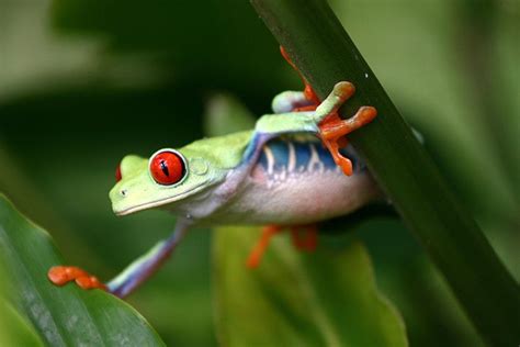 BOREAL RIVER - COSTA RICA OUTPOST (2026) All You Need to Know BEFORE ...