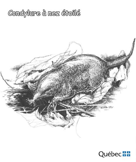 45+ Printable Activities about Moles for Kids and Adults