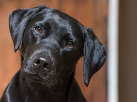 Black Lab 'Charged' With Crimes Found Not Guilty by Internet - PawNation