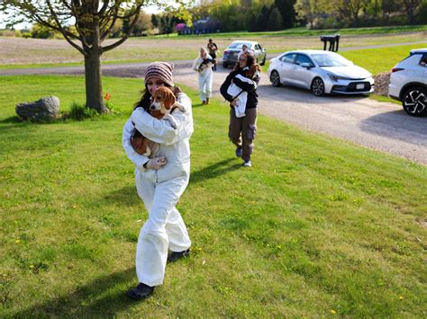 Animal welfare orgs start transfer of 1,500 Ridglan beagles