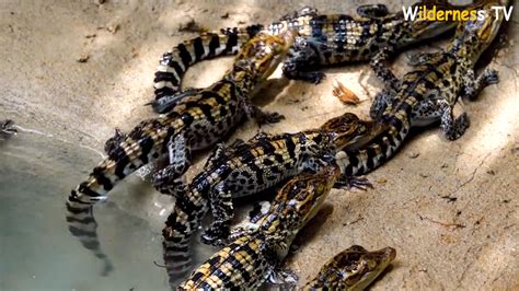 They dug for days by hand, then carefully shaped the pond for the ...