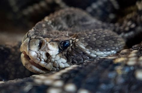 Where are rattlesnakes in Georgia? WorldAtlas calls this the 'hotspot'