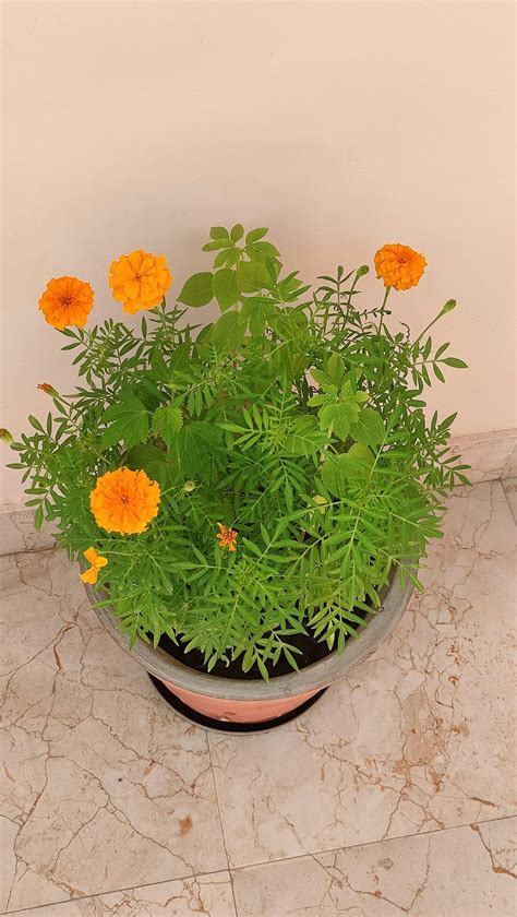 Buy Flowering Hormone Flowers Booster (5gms) - Rs.19/- sale online ...