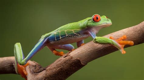 Vibrant Frog Perched on a Twig - backiee