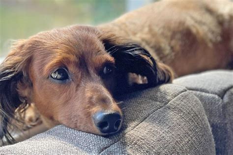 10 low maintenance pets that still give plenty of love