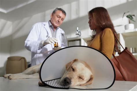 Do Dogs with Pyometra Need Post-Operative Antibiotics?