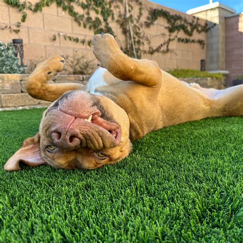 The Animal Foundation