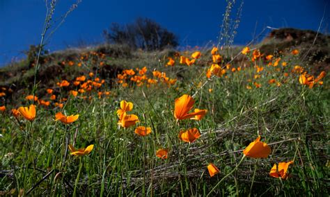 Wildflower map, best blooms to visit in Northern California