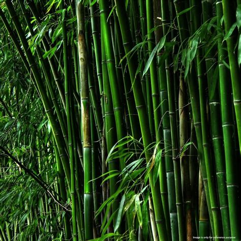 Bamboo Calio (Ornamental Bamboo) Seeds — Anandi Green's