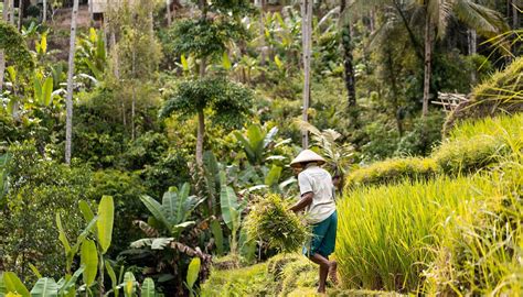 RENDEZVOUS WELLNESS & RESORT (Ubud, Bali) - Hotel Reviews & Photos ...