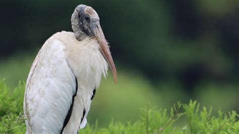 Wood storks recover and spread north, but habitat risks remain