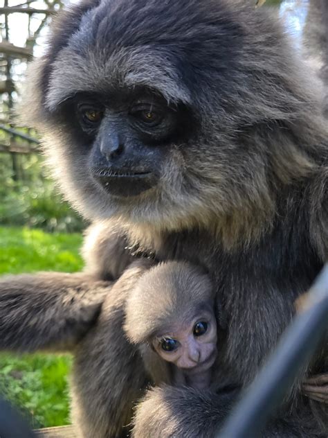 Endangered Javan gibbon baby born in UK rare species sanctuary