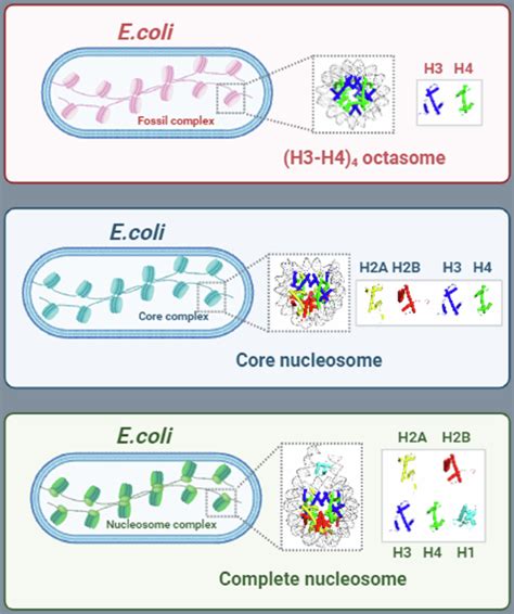 In vivo assembly of complete eukaryotic nucleosomes and (H3-H4)-only ...