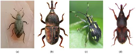 Improving Rice Pest Management Through RP11: A Scientifically Annotated ...