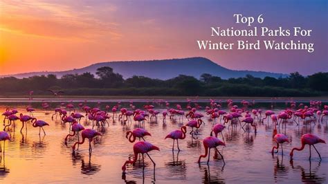 Winter Birdwatching In India: Top 6 National Parks For Rare Migrants