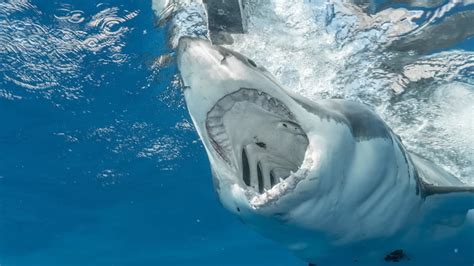Ripped Apart: The Horror of a Shark Attack