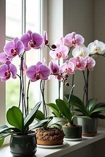 Rear Orchid Live Plants Without Pot | Pack of 5 Mix Color Flowering ...