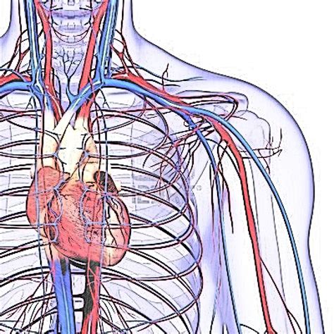 Productos naturales para el Sistema Circulatorio ...