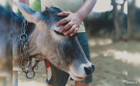 PETA India, police halt planned animal sacrifice in Telangana