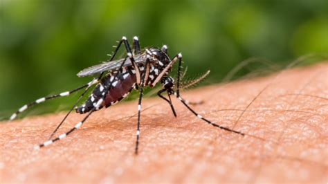Dengue: ¿Qué hacer si tú o un familiar presenta síntomas?