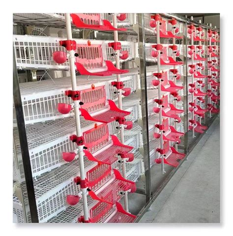 What Is Bird in French: Meaning and Cultural Significance