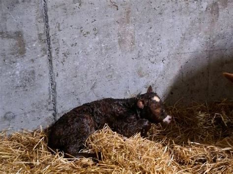 Simmental first calver just after calving for sale in Westmeath for €3 ...