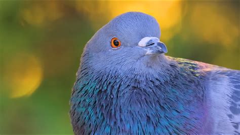 Watch a pigeon return home from an impossible distance