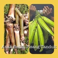 anak benih pisang tanduk Price & Promotion-Sep 2026 | BigGo Malaysia