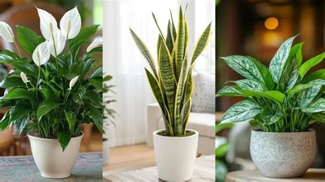 7 statement indoor plants to instantly elevate your living room