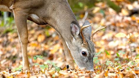 West Virginia deer harvest drops 17% during 2025-26 seasons | State ...