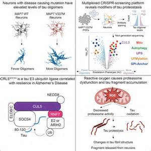 Brain 'hazmat' protein cleans up tau: Could it prevent dementia?