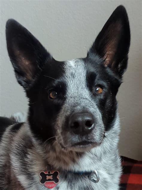 crazy maths. 🤯🦝 #fyp #heeler #cattledog #dogsoftiktok #dogmath | TikTok