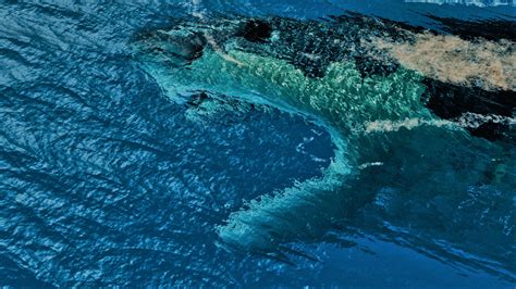 Could the megalodon still exist today? | Live Science