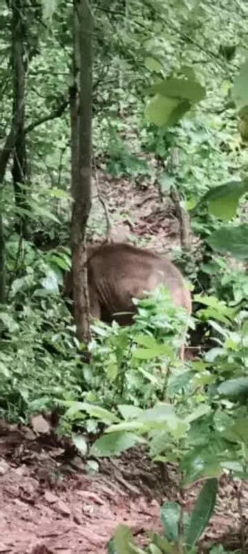 Elephant dies during treatment