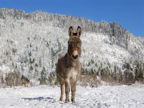 Gentle 'Seeing Eye Donkey' Uses His Voice to Guide His Blind Horse ...