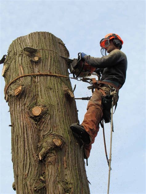 Best Qualities of a Tree Arborist | Aesthetic Tree