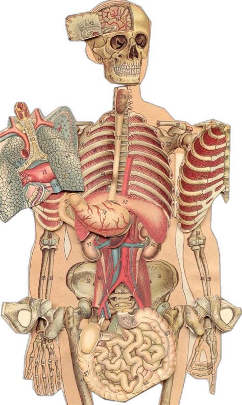 38 ideas de medicina y ilustración médica para guardar hoy | anatomía ...
