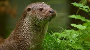 Up Close with Wild Animals in Their Natural Habitat