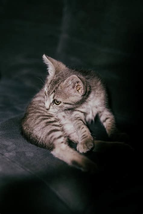 Gambar gratis: Kucing tabby, anak kucing keabu-abuan, kucing domestik ...