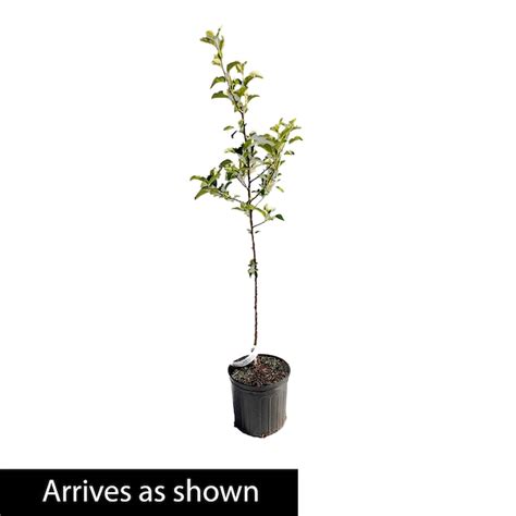 Direct Gardening 3 -Gallon Fruit Flowering Golden Treat Fruit Snacks ...