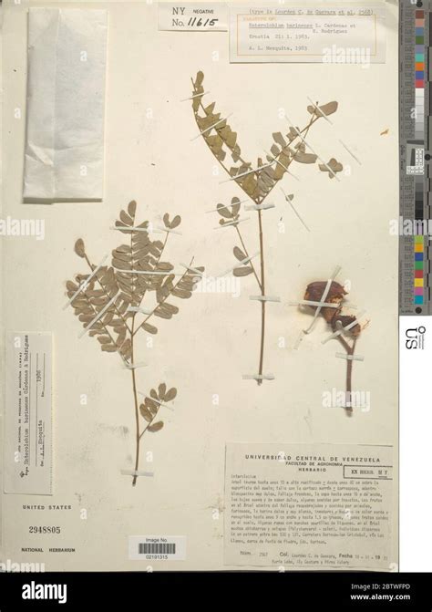 Enterolobium barinense L Crdenas RodrCarr Stock Photo - Alamy