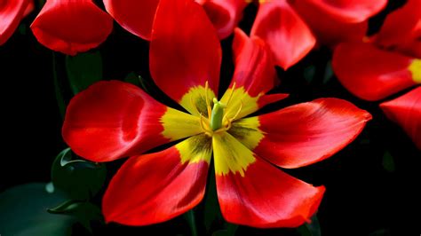 Download wallpaper 1920x1080 tulips, red, flower, petals full hd, hdtv ...