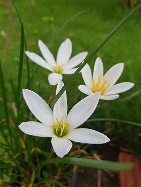 Audbhidhi Rain Lily/Zephyranthes Flower Bulbs for All Season Seed Price ...