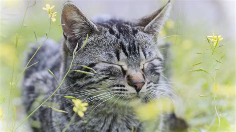 Serene Cat Amidst Blossoming Flowers - backiee